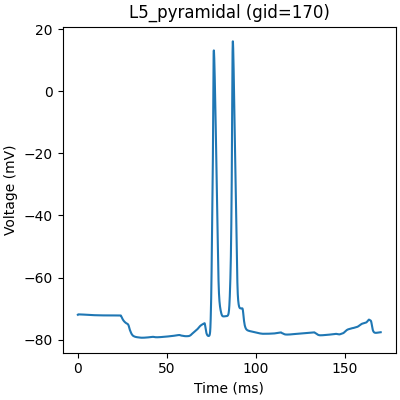 L5_pyramidal (gid=170)