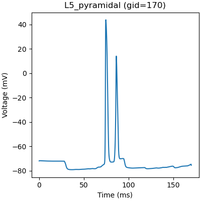 L5_pyramidal (gid=170)